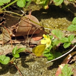 Eurema smilax at Acton, ACT - 12 Mar 2019