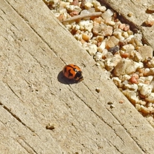 Coccinella transversalis at Acton, ACT - 12 Mar 2019 11:23 AM