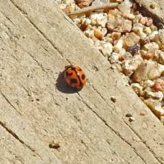 Coccinella transversalis at Acton, ACT - 12 Mar 2019 11:23 AM