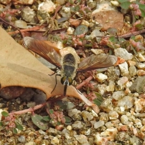 Comptosia sp. (genus) at Acton, ACT - 12 Mar 2019