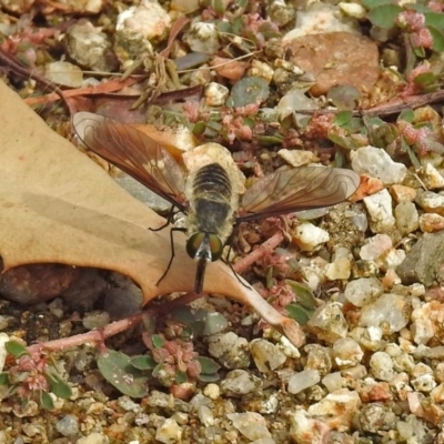 Comptosia sp. (genus) (Unidentified Comptosia bee fly) at ANBG - 12 Mar 2019 by RodDeb