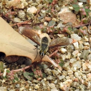 Comptosia sp. (genus) at Acton, ACT - 12 Mar 2019