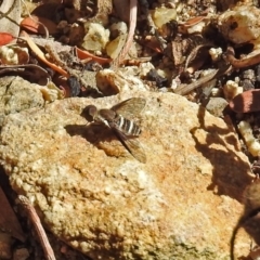 Villa sp. (genus) (Unidentified Villa bee fly) at ANBG - 12 Mar 2019 by RodDeb