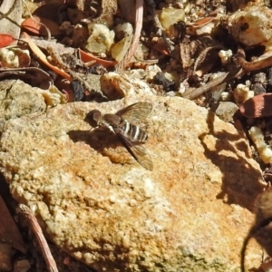 Villa sp. (genus) at Acton, ACT - 12 Mar 2019 11:14 AM