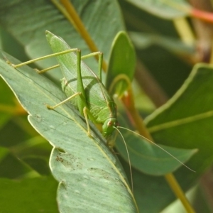 Caedicia simplex at Hackett, ACT - 12 Mar 2019 12:48 PM