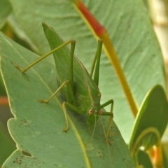 Caedicia simplex at Hackett, ACT - 12 Mar 2019 12:48 PM