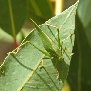 Caedicia simplex at Hackett, ACT - 12 Mar 2019 12:48 PM