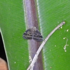 Scolypopa australis (Passionvine hopper, Fluffy bum) at Acton, ACT - 12 Mar 2019 by RodDeb