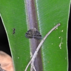 Scolypopa australis at Acton, ACT - 12 Mar 2019