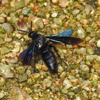 Austroscolia soror (Blue Flower Wasp) at ANBG - 12 Mar 2019 by RodDeb