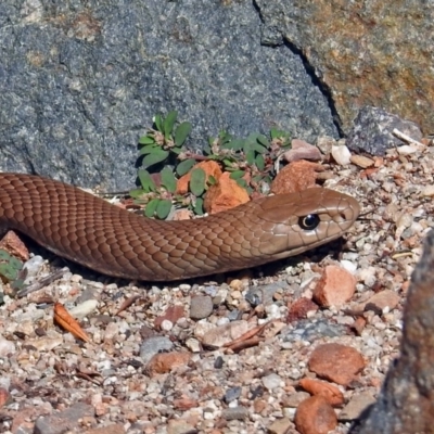 Pseudonaja textilis (Eastern Brown Snake) at Acton, ACT - 12 Mar 2019 by RodDeb