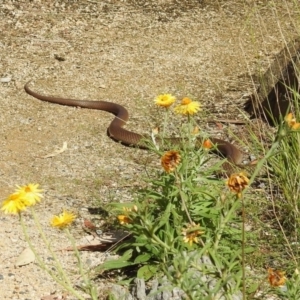 Pseudonaja textilis at Acton, ACT - 12 Mar 2019