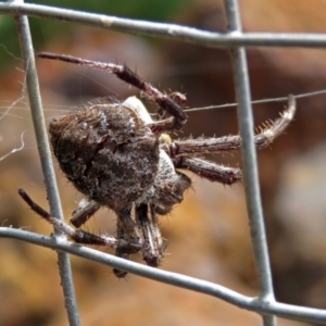 Hortophora sp. (genus) at Hackett, ACT - 12 Mar 2019