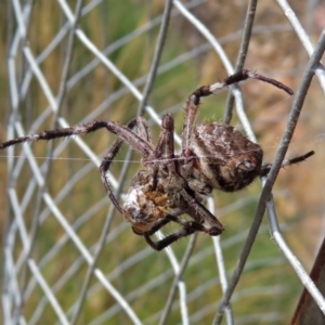 Hortophora sp. (genus) at Hackett, ACT - 12 Mar 2019