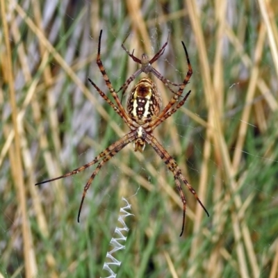 Argiope trifasciata (Banded orb weaver) at Hackett, ACT - 12 Mar 2019 by RodDeb