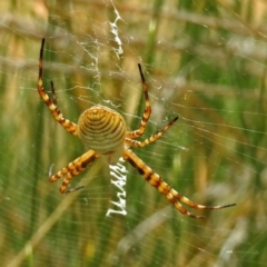 Argiope trifasciata at Hackett, ACT - 12 Mar 2019