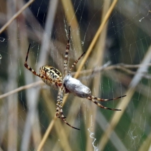 Argiope trifasciata at Hackett, ACT - 12 Mar 2019 01:04 PM