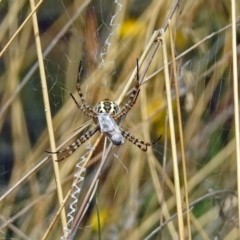 Argiope trifasciata at Hackett, ACT - 12 Mar 2019