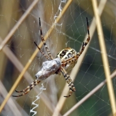 Argiope trifasciata at Hackett, ACT - 12 Mar 2019