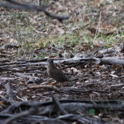 Turnix varius (Painted Buttonquail) at Red Hill to Yarralumla Creek - 13 Mar 2019 by LisaH