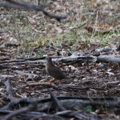 Turnix varius (Painted Buttonquail) at GG157 - 13 Mar 2019 by LisaH