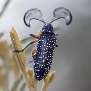 Rhipicera (Agathorhipis) femorata at Weetangera, ACT - 10 Mar 2019