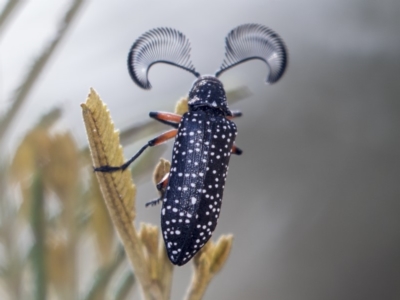 Rhipicera (Agathorhipis) femorata (Feather-horned beetle) at Weetangera, ACT - 9 Mar 2019 by AlisonMilton