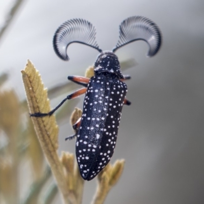 Rhipicera femorata (Feather-horned beetle) at Weetangera, ACT - 10 Mar 2019 by AlisonMilton