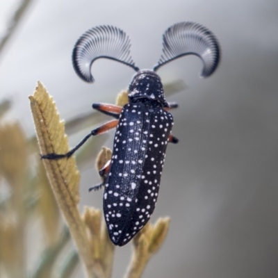 Rhipicera (Agathorhipis) femorata (Feather-horned beetle) at Weetangera, ACT - 9 Mar 2019 by AlisonMilton