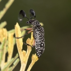 Rhipicera (Agathorhipis) femorata at Weetangera, ACT - 10 Mar 2019