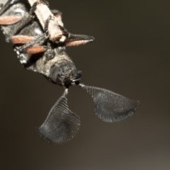 Rhipicera (Agathorhipis) femorata at Weetangera, ACT - 10 Mar 2019