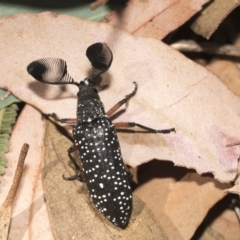 Rhipicera (Agathorhipis) femorata at Weetangera, ACT - 10 Mar 2019