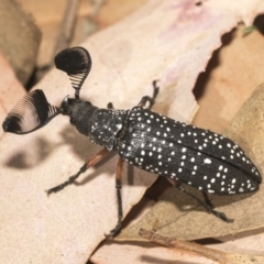 Rhipicera (Agathorhipis) femorata at Weetangera, ACT - 10 Mar 2019