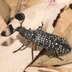 Rhipicera (Agathorhipis) femorata at Weetangera, ACT - 10 Mar 2019