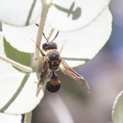 Eumeninae (subfamily) (Unidentified Potter wasp) at Acton, ACT - 21 Feb 2019 by AlisonMilton