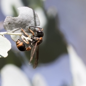 Eumeninae (subfamily) at Acton, ACT - 21 Feb 2019 01:23 PM