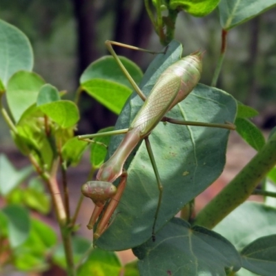 Pseudomantis albofimbriata (False garden mantis) at ANBG - 12 Mar 2019 by RodDeb
