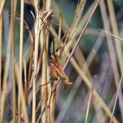 Pseudomantis albofimbriata at Hackett, ACT - 12 Mar 2019 01:11 PM