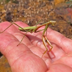 Pseudomantis albofimbriata at Hackett, ACT - 12 Mar 2019