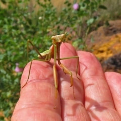 Pseudomantis albofimbriata at Hackett, ACT - 12 Mar 2019 01:11 PM