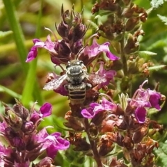 Megachile (Eutricharaea) macularis (Leafcutter bee, Megachilid bee) at ANBG - 12 Mar 2019 by RodDeb