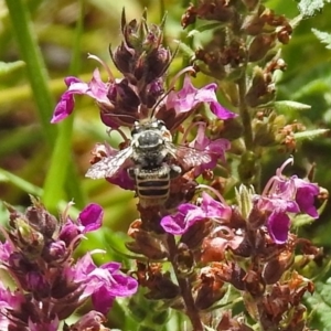 Megachile (Eutricharaea) macularis at Acton, ACT - 12 Mar 2019