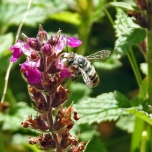 Megachile (Eutricharaea) macularis at Acton, ACT - 12 Mar 2019 12:28 PM