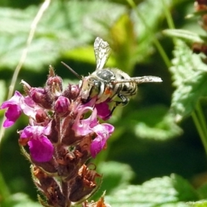 Megachile (Eutricharaea) macularis at Acton, ACT - 12 Mar 2019 12:28 PM