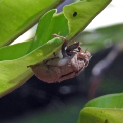 Psaltoda moerens (Redeye cicada) at Acton, ACT - 12 Mar 2019 by RodDeb