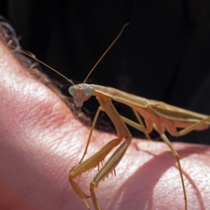 Tenodera australasiae at Hackett, ACT - 12 Mar 2019 12:37 PM