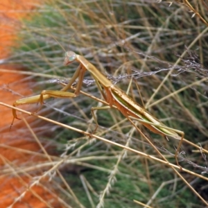 Tenodera australasiae at Hackett, ACT - 12 Mar 2019