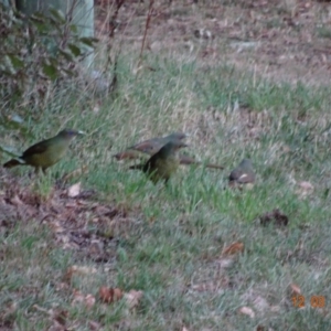 Ptilonorhynchus violaceus at Deakin, ACT - 12 Mar 2019