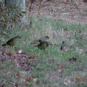 Ptilonorhynchus violaceus at Deakin, ACT - 12 Mar 2019