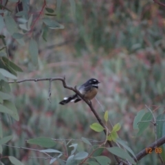 Rhipidura albiscapa (Grey Fantail) at Deakin, ACT - 12 Mar 2019 by TomT